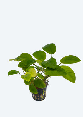 Anubias barteri ‘Broad Leaf’