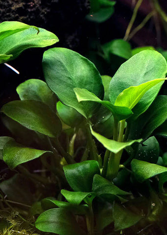 Anubias barteri ‘Broad Leaf’