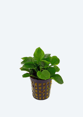 Anubias barteri ‘Round Leaf’