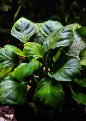 Anubias barteri ‘Round Leaf’