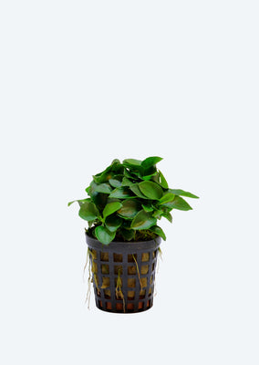 Anubias barteri Round Mini
