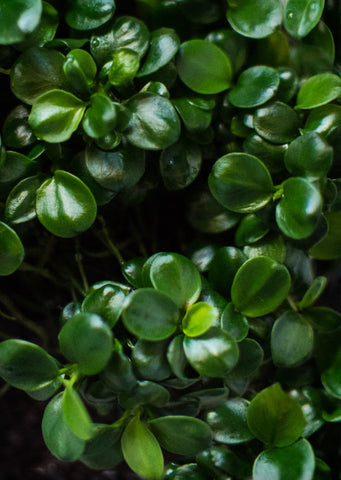 Anubias barteri Round Mini