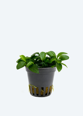 Anubias barteri var. nana 'Mini Mini'