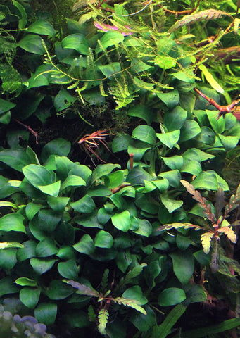 Anubias barteri var. nana 'Mini Mini'