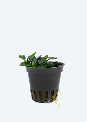 Anubias barteri var. nana 'Pangolino'