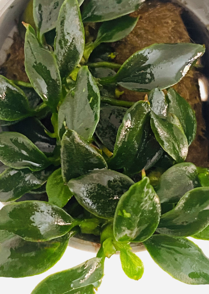 Anubias barteri var. nana 'Pangolino'