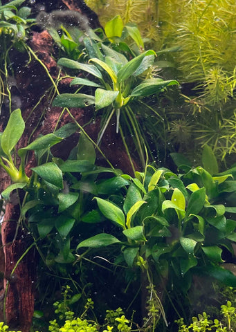 Anubias barteri var. nana 'Pangolino'