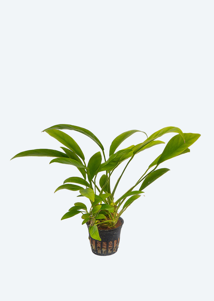 Anubias undulatus