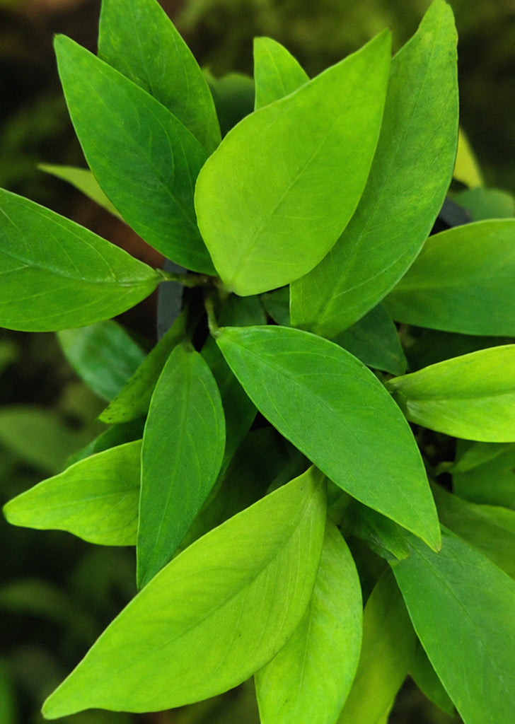 Anubias undulatus