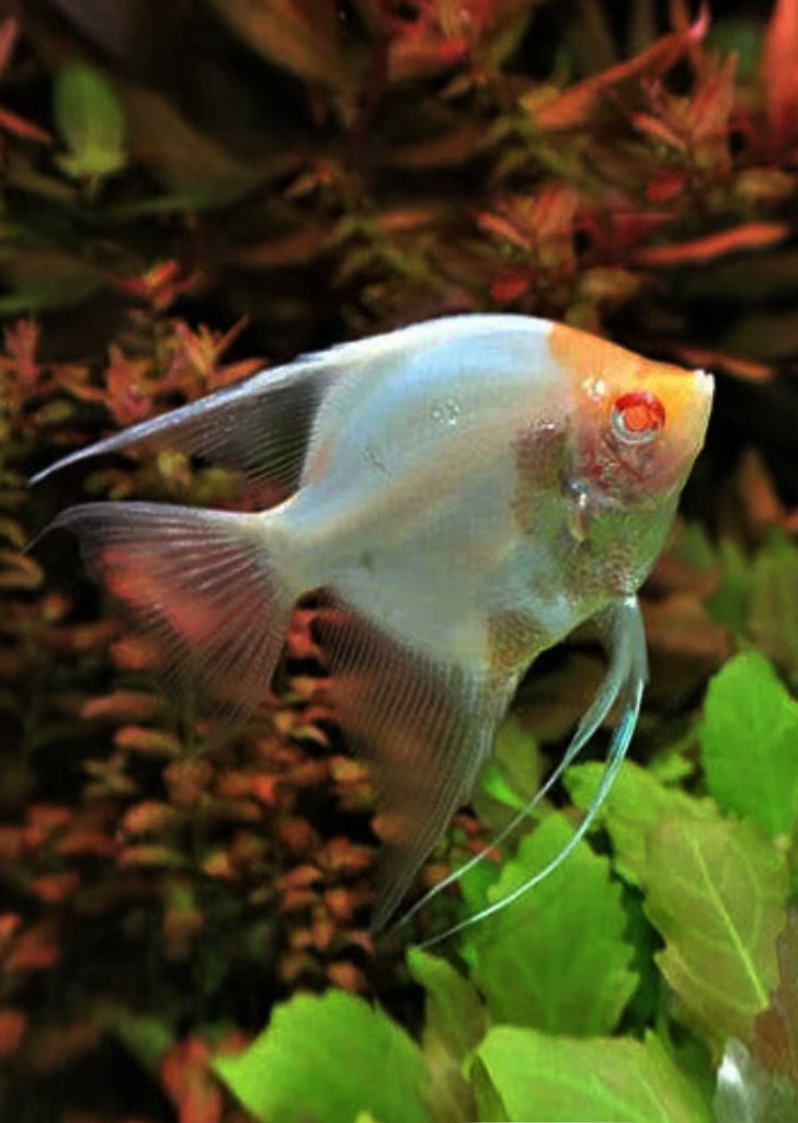 Åpex - Albino Red Cap
