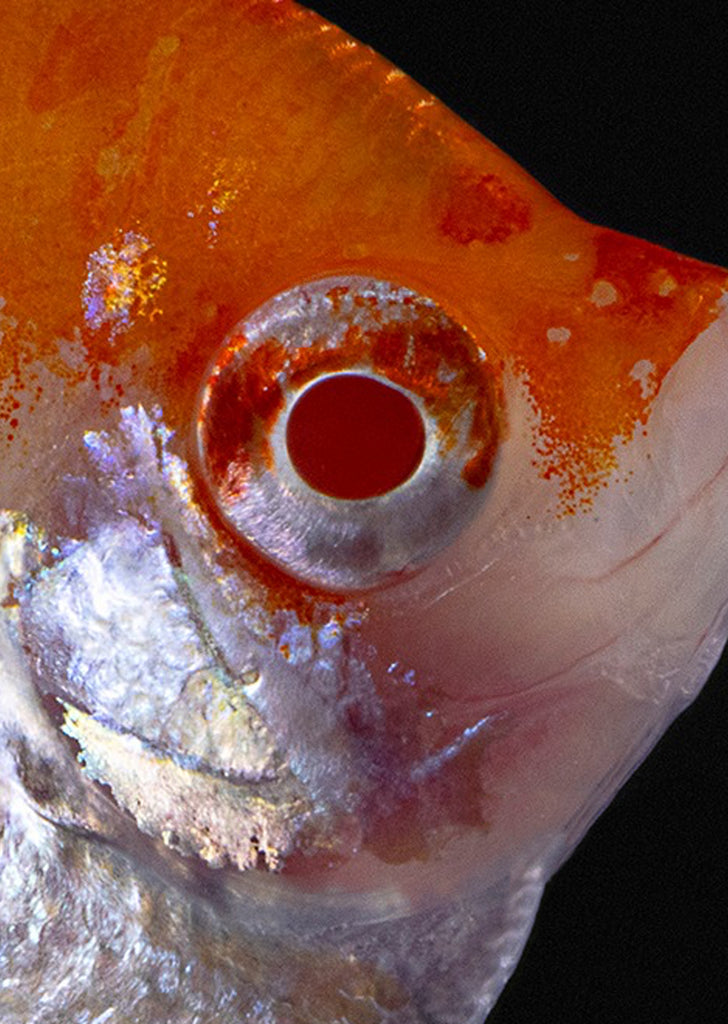 Åpex - Albino Red Cap