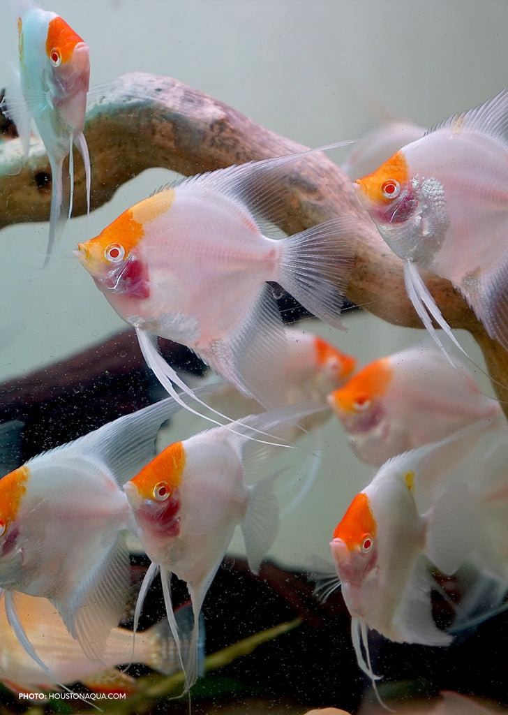 Åpex - Albino Red Cap