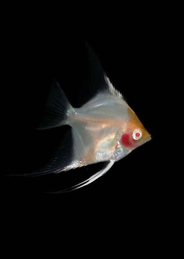 Åpex - Albino Red Cap