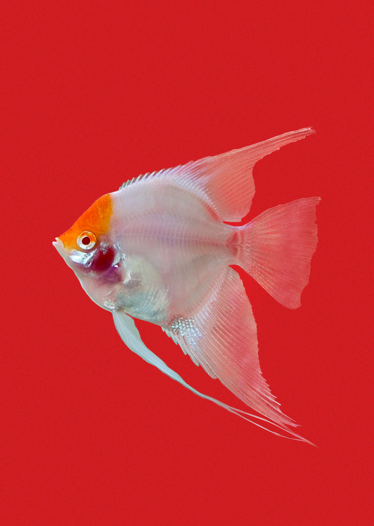 Åpex - Albino Red Cap