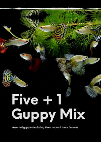 Assorted Guppy Mix (5+1)