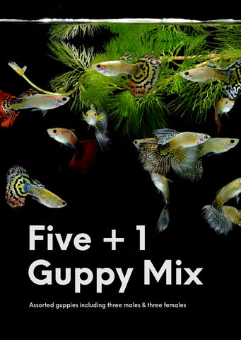 Assorted Guppy Mix (5+1)