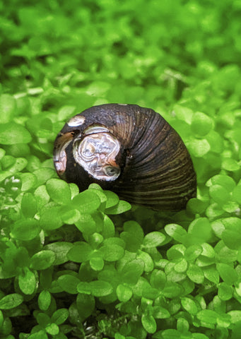 Assorted Nerite Snail (B-Grade)