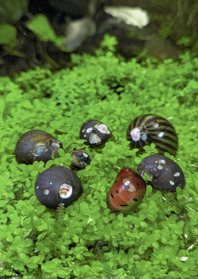 Assorted Nerite Snail (B-Grade)