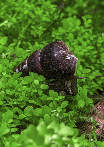 Assorted Rabbit Snail (B-Grade)