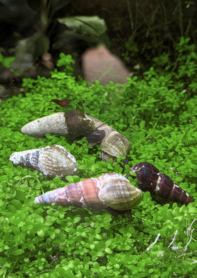 Assorted Rabbit Snail (B-Grade)
