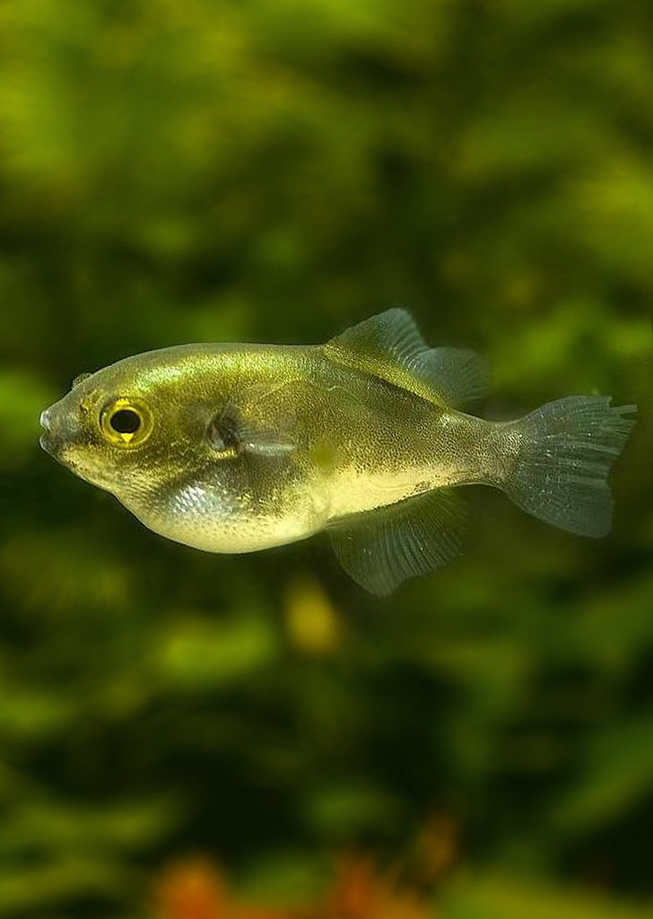 Golden Puffer
