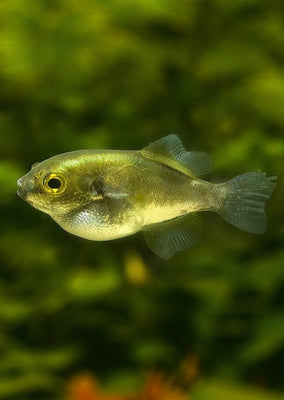 Golden Puffer
