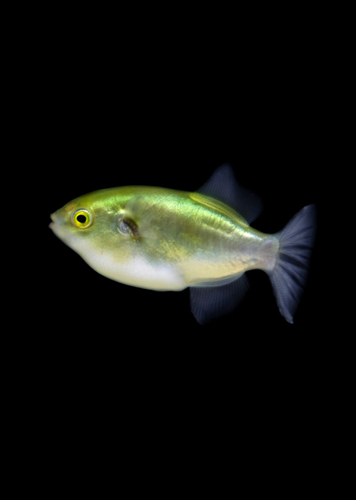 Golden Puffer