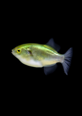 Golden Puffer