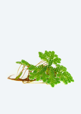 Azolla sp.