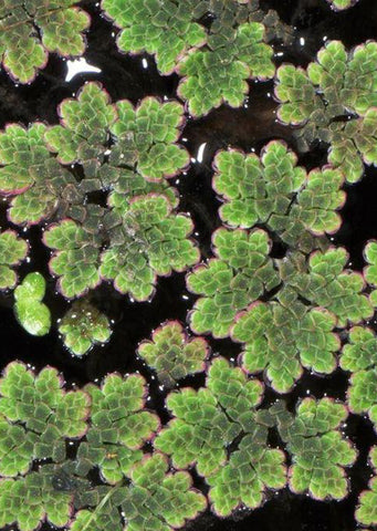 Azolla sp.
