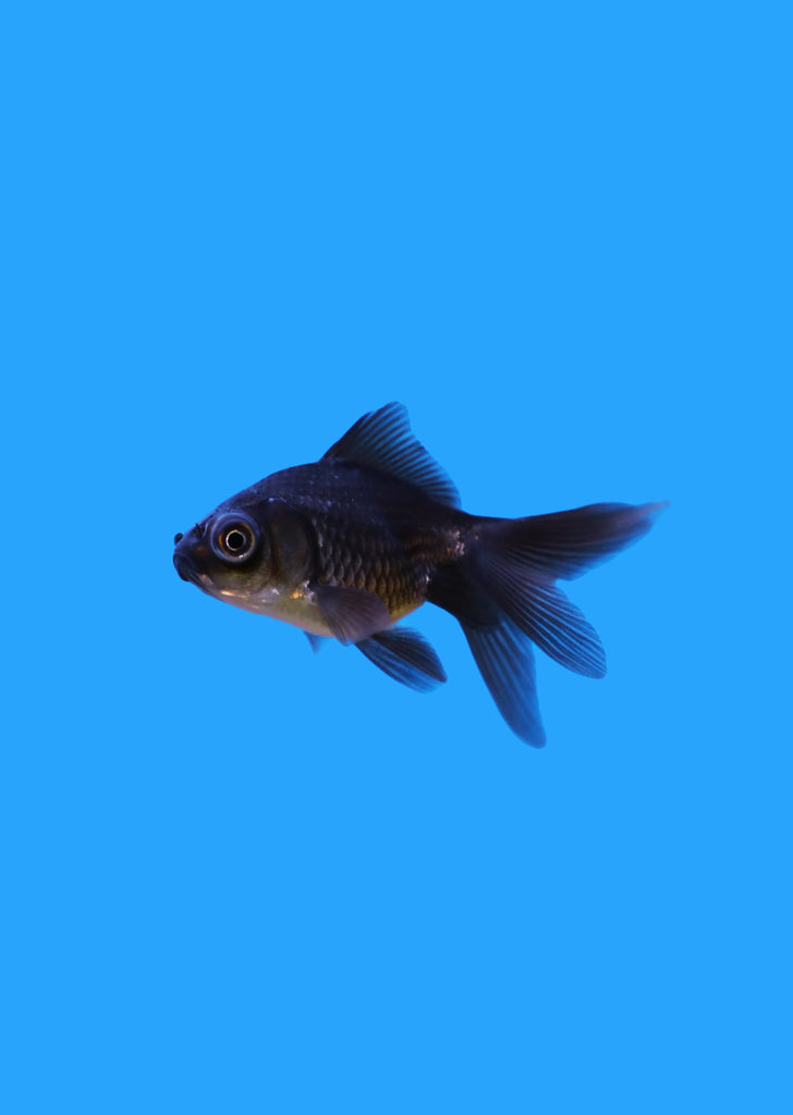 Baby Moor Goldfish