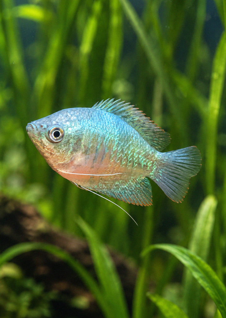 Baby Blue Dwarf Gourami
