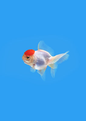 Baby Red Cap Goldfish