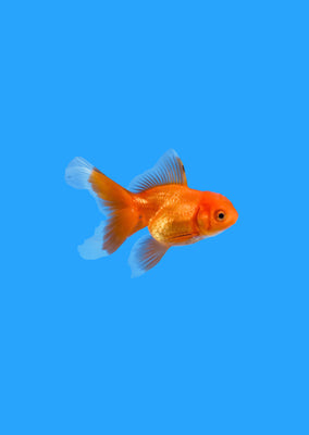 Baby Oranda Goldfish