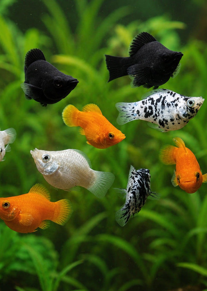 Balloon Molly (Assorted)