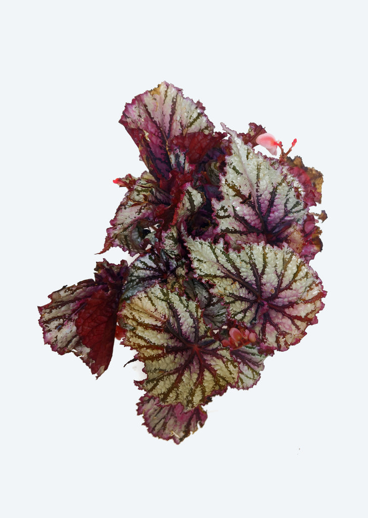 Begonia Rex Jurassic Jr. Fire Spike