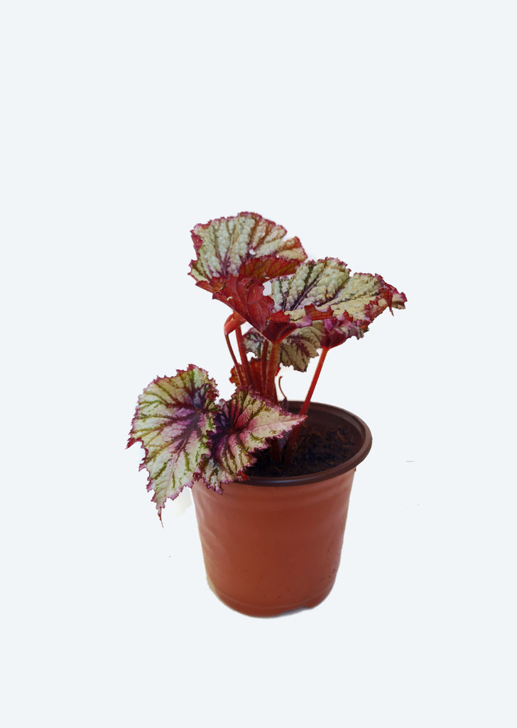 Begonia Rex Jurassic Jr. Fire Spike