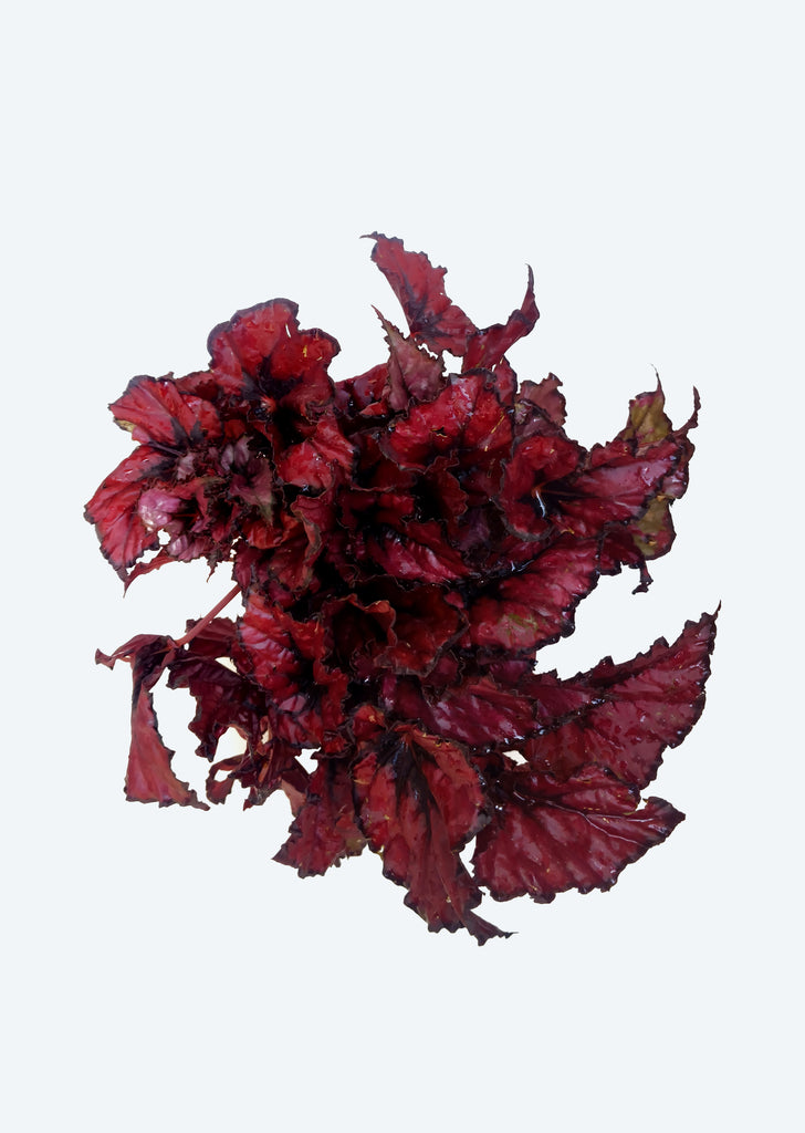 Begonia Rex ‘Red Kiss’