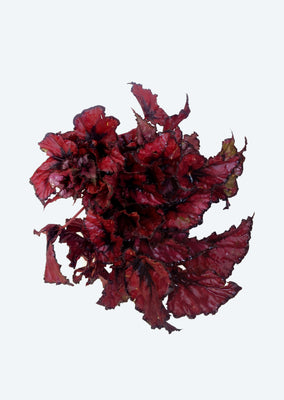 Begonia Rex ‘Red Kiss’