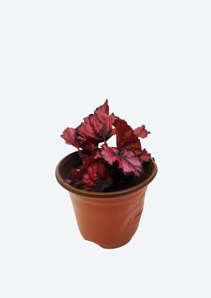 Begonia Rex ‘Red Kiss’