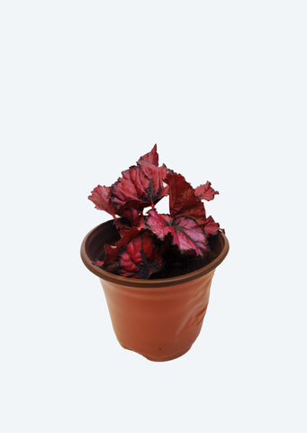 Begonia Rex ‘Red Kiss’