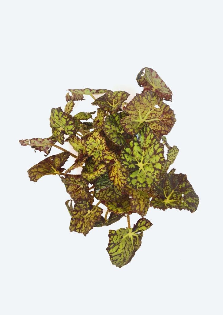 Begonia Rex ‘Zumba’