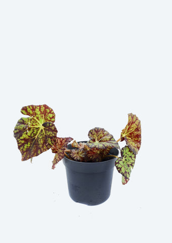 Begonia Rex ‘Zumba’