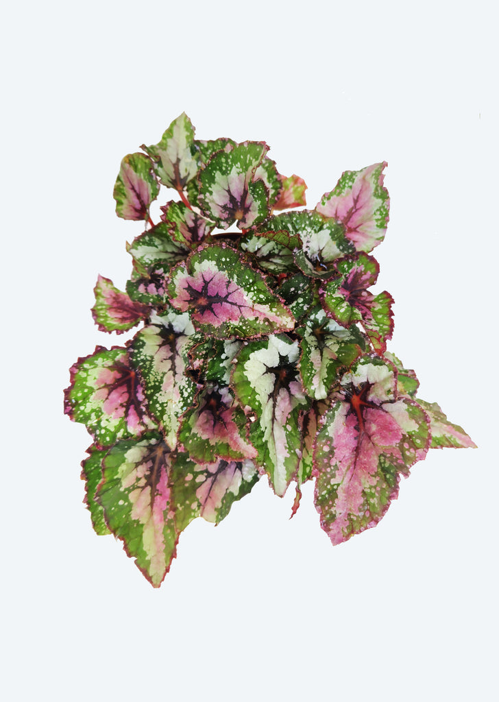 Begonia Rex ‘Purple Blush’