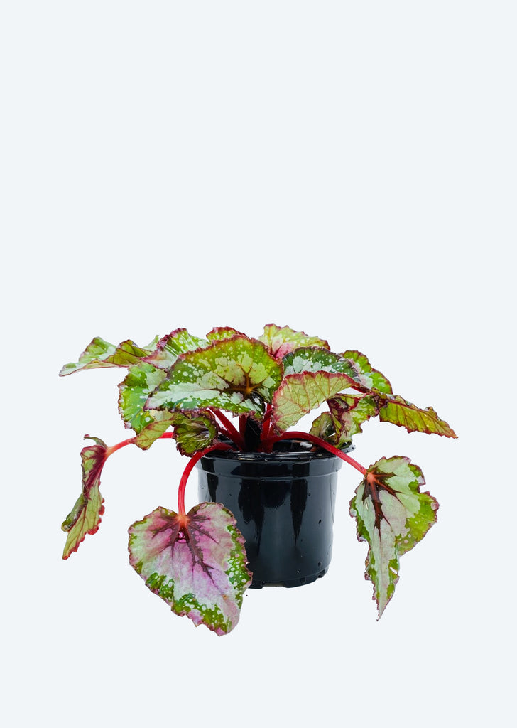 Begonia Rex ‘Purple Blush’