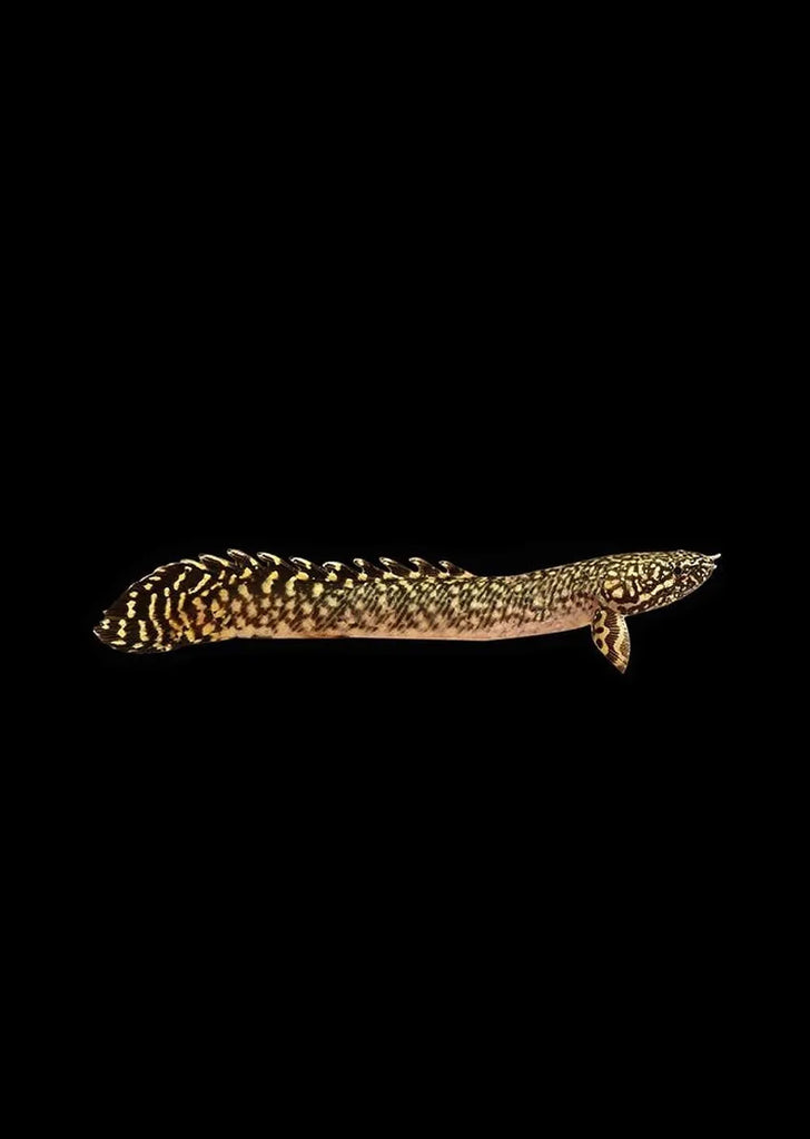 Bichir Ornate