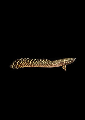 Bichir Ornate