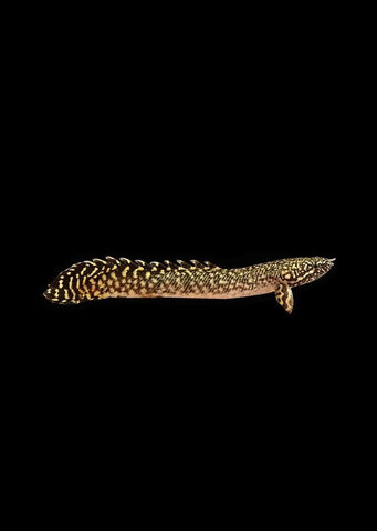 Bichir Ornate