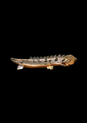 Bichir Saddled