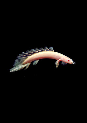 Bichir Senegal Albino